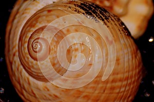 Fibonacci spiral on a sea shell