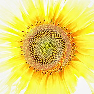 Fibonacci in Sunflower