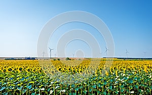 Fibooming sunflowers on sunrise.