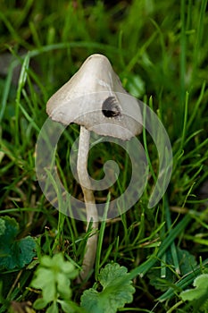Fibrecap toadstool