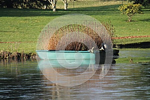 Fibreglass Dinghy Boat.