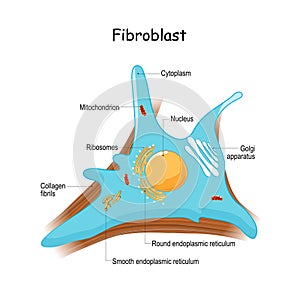 Fibroblast anatomy. close-up with collagen fibrils, and organelles