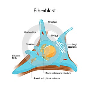 Fibroblast anatomy. close-up with collagen fibrils, and organelles photo