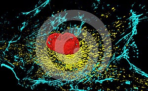 Fibroblast cell photo