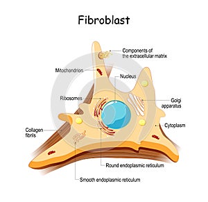 Fibroblast. Cell structure and anatomy photo