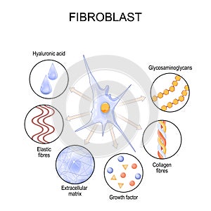 Fibroblast. Cell structure and function photo