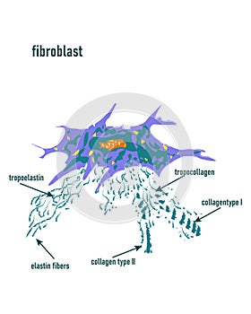 Fibroblast is a dermis cell. Structure of Fibroblast cell,detailed structure of Human. fibroblast cell  illustration eps inv photo