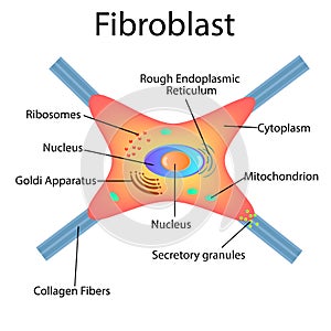 Fibroblast is a dermis cell. Structure of Fibroblast cell. photo