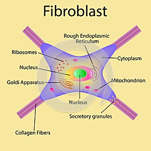 Fibroblast is a dermis cell. Structure of Fibroblast cell. photo