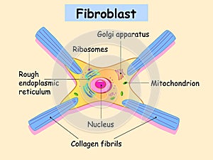 Fibroblast is a dermis cell. Structure of Fibroblast cell. photo