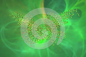 Fibroblast growth factor 1 in complex with extracellular ligand binding of FGF receptor 1. 3d illustration