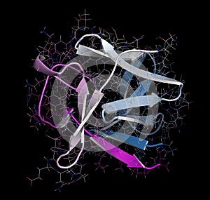 Fibroblast growth factor 1 (FGF1, heparin-binding growth factor 1) protein. FGF1 is being investigated for the treatment of