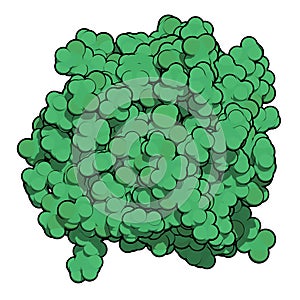 Fibroblast growth factor 1 (FGF1, heparin-binding growth factor 1) protein. FGF1 is being investigated for the treatment of