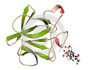 Fibroblast growth factor 1 (FGF1, heparin-binding growth factor 1) protein. FGF1 is being investigated for the treatment of