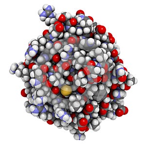 Fibroblast growth factor 1 (FGF1, heparin-binding growth factor 1) protein. FGF1 is being investigated for the treatment of