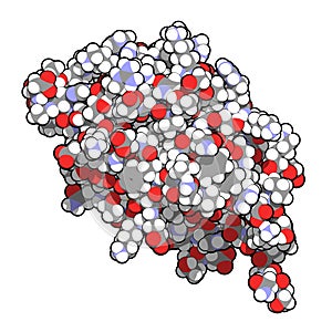 Fibroblast Growth Factor 9 FGF9, Glia-activating factor protein. Plays essential role in male development sex determination..