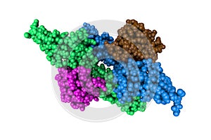 Fibroblast growth factor 1 (FGF1) in complex with extracellular ligand binding of FGF1 receptor. Rendering with photo