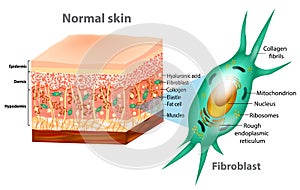 Fibroblast and Human skin structure photo