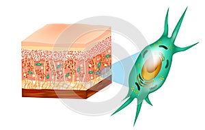 Fibroblast and skin structure