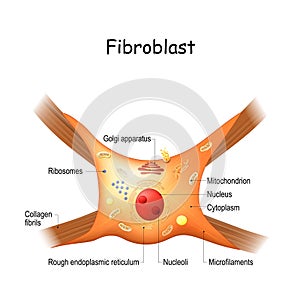 Fibroblast structure. cell anatomy