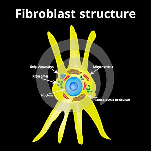 Fibroblast structure. Fibroblast cell. Vector illustration isolated