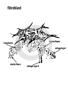 Fibroblast vector illustration. Microscopic close-up with extracellular, collagen fibrils, elastin, hyaluronic acid. Scheme with