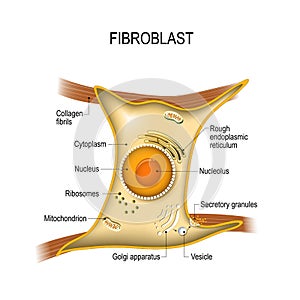 Fibroblast is vital to the skin`s strength and elasticity. Struc