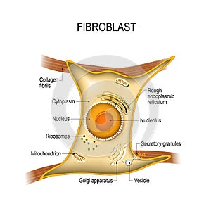 Fibroblast is vital to the skin`s strength and elasticity. Struc photo