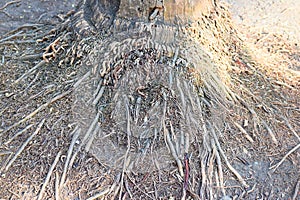 Fibrous or Adventitious Root System of Coconut or Palm Tree