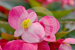 Fibrous begonia