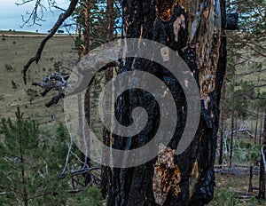 Fibrous red splintered black soot trunk of tree after fire. Dry branches. Baikal coastline