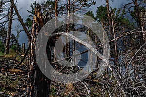 Fibrous red splintered black soot trunk of tree stump after fire. Dry branches. Baikal pine