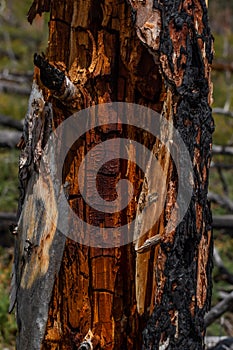 Fibrous red splintered black soot trunk of tree stump after fire, empty middle.