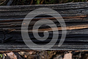 Fibrous splintered trunk of tree stump. Cracks,