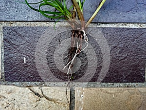 Fibrous and tap  root systems - monocots have a tap fibrous system