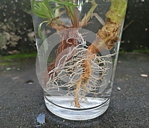 Fibrous and tap  root systems - monocots have a tap fibrous system