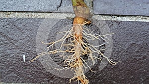 Fibrous and tap  root systems - monocots have a tap fibrous system