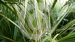 Fibrous threads of Washingtonia filifera palm leaf