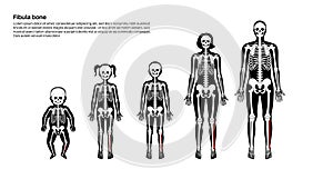 Fibula bone anatomy