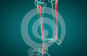 Fibula Bone Anatomy | Bone and Spine anatomy 3d illustration