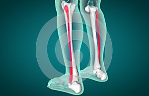 Fibula Bone Anatomy | Bone and Spine anatomy 3d illustration