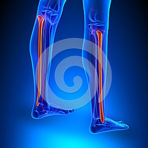 Fibula Bone Anatomy with Circulatory System