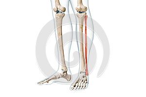 Fibula bone front view in red color with body 3D rendering illustration isolated on white with copy space. Human skeleton, leg and
