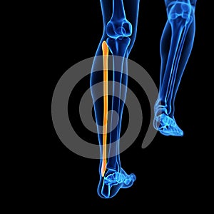 the fibula bone