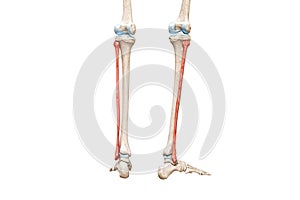 Fibula bones rear view in red color 3D rendering illustration isolated on white with copy space. Human skeleton and leg anatomy,