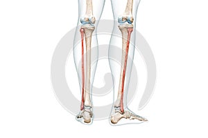 Fibula bones rear view in red color with body 3D rendering illustration isolated on white with copy space. Human skeleton and leg