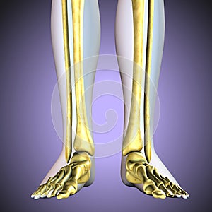 3D illustration of Tibia - Part of Human Skeleton.