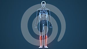 3D illustration of Fibula - Part of Human Skeleton.