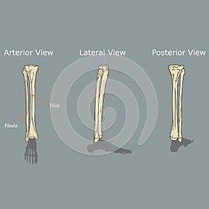 Fibula and Tibia Anatomy