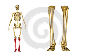 Fibula and tibia, Ankle and foot